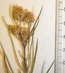 Plantago indica