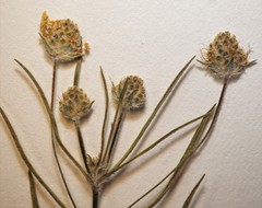 Plantago indica