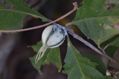 Rosenbergiodendron formosum