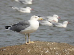 Larus michahellis
