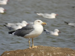 Larus michahellis