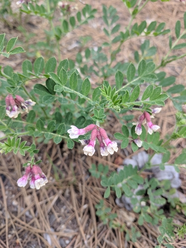 Balsam Bird's-foot Trefoil