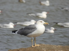 Larus michahellis