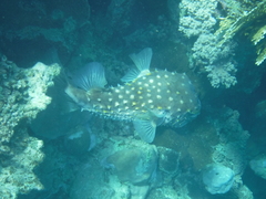 Cyclichthys spilostylus