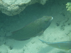 Calotomus viridescens