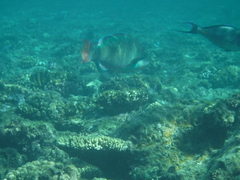 Cetoscarus bicolor