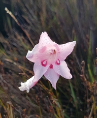 Gladiolus pappei