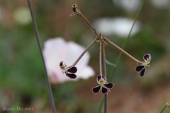 Pelargonium radulifolium