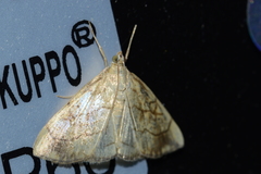Evergestis pallidata