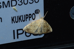 Evergestis pallidata