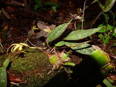 Maxillaria reichenheimiana