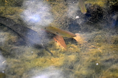 Trichopodus trichopterus