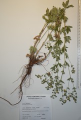 Potentilla inclinata