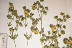 Potentilla inclinata