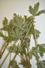 Potentilla inclinata