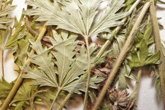 Potentilla inclinata