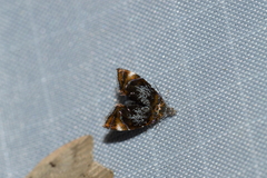 Prochoreutis inflatella