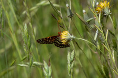 Euphydryas chalcedona