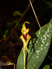 Maxillaria reichenheimiana