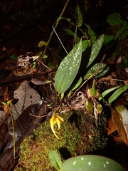 Maxillaria reichenheimiana