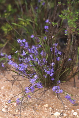 Dampiera angulata