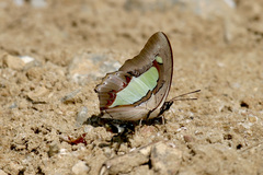 Polyura athamas