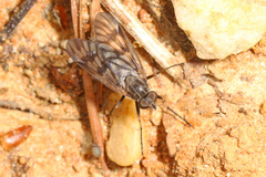 Rhagio mystaceus