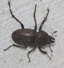 Cacostomus squamosus