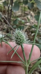 Eryngium echinatum