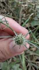 Eryngium echinatum