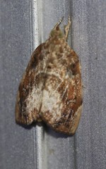 Crocidolomia suffusalis