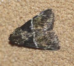 Orthaga atribasalis