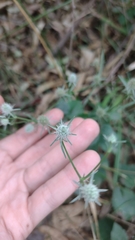 Eryngium echinatum