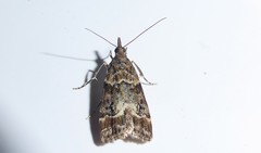 Eudonia legnota