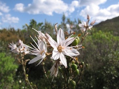 Asphodelus ramosus ramosus