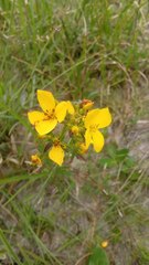 Rhexia lutea