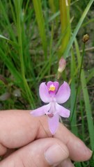 Calopogon pallidus