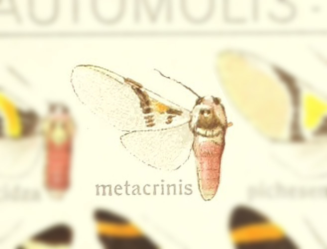Idalus metacrinis