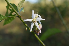 Solanum volubile