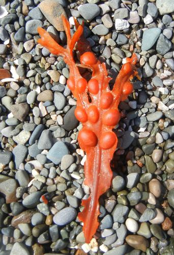 Photo of Bladder wrack (Fucus vesiculosus)