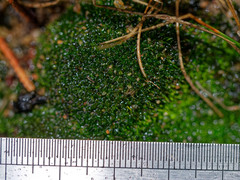 Tortella flavovirens