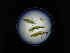 Tortella flavovirens