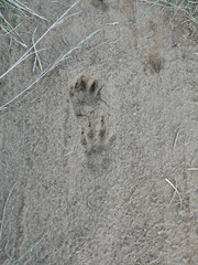 Ichneumia albicauda grandis