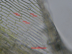 Tortella flavovirens