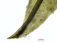 Tortella flavovirens