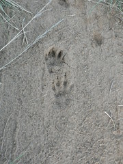 Ichneumia albicauda grandis