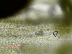 Tortella flavovirens