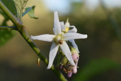 Solanum volubile