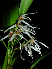 Maxillaria splendens