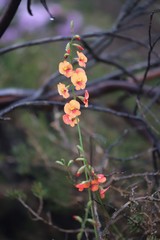 Chorizema trigonum